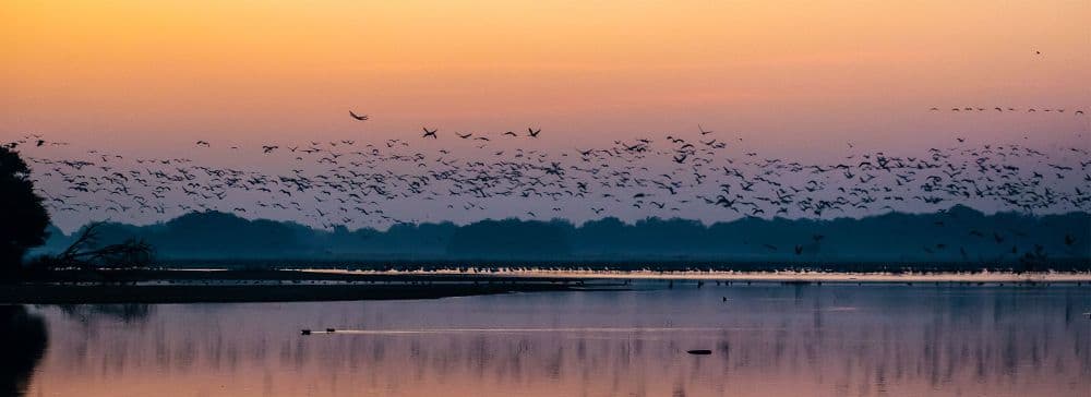 Thol Bird Sanctuary