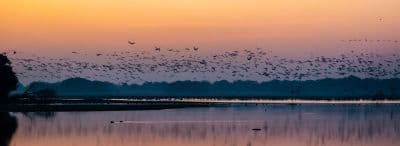 Thol Bird Sanctuary