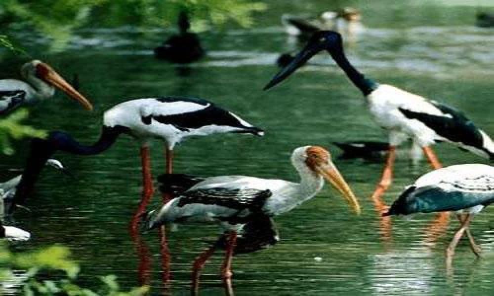 Siju Bird Sanctuary