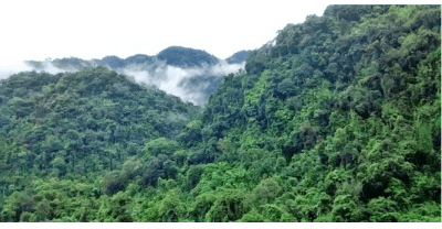 Baghmara Reserve Forest
