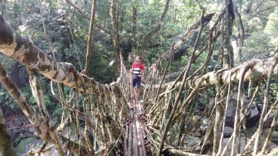 Double Decker Living Root Bridges