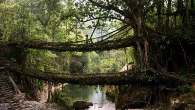Double Decker Living Root Bridges