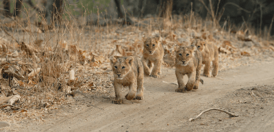 Gir National Park and Wildlife Sanctuary