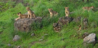 Gir National Park and Wildlife Sanctuary