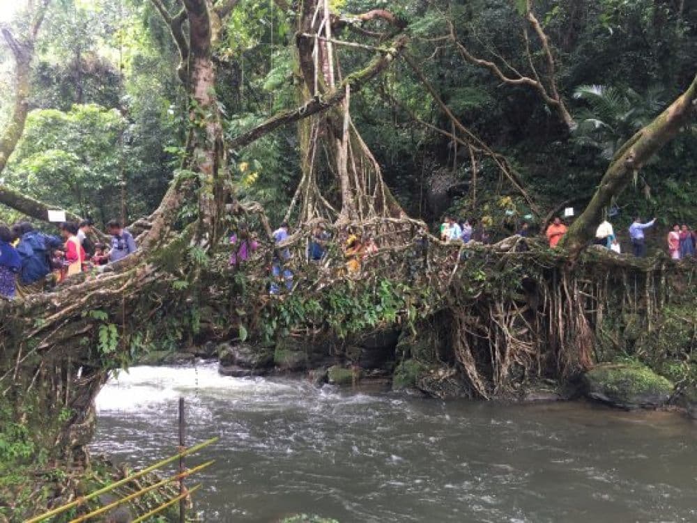 Riwai Root Bridge