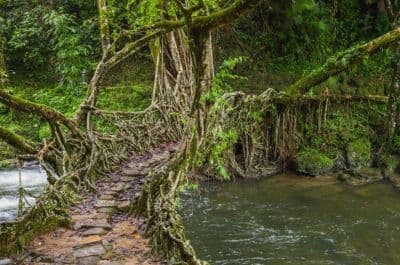 Living Root Bridge
