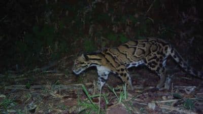 Nongkhyllem Wildlife Sanctuary