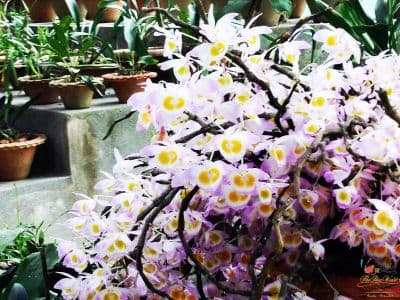 Orchid Garden Haflong