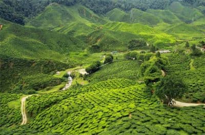Tea Gardens in the vicinity