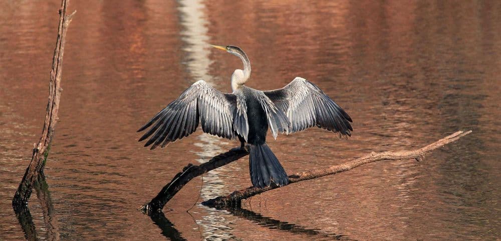 Chhari Dhand Bird Sanctuary