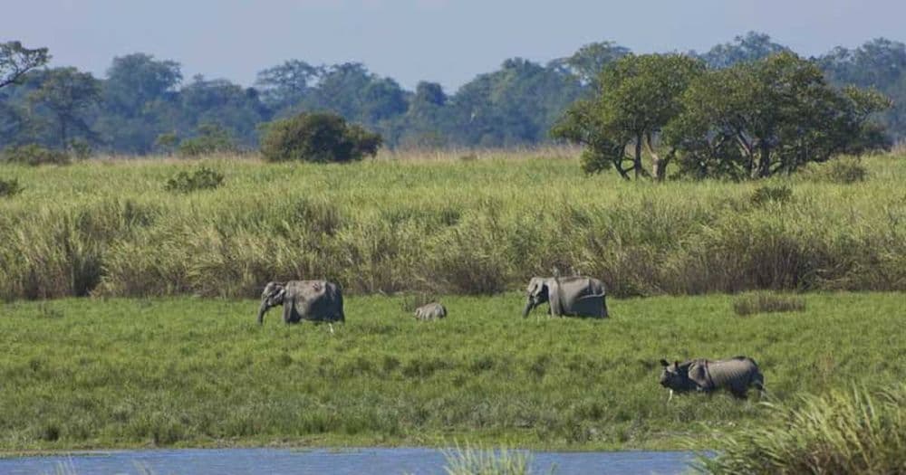 Kaziranga
