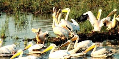 Khijadiya Bird Sanctuary