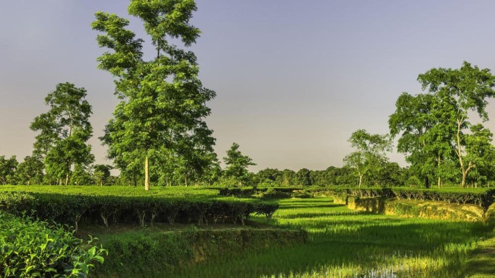 Jorhat