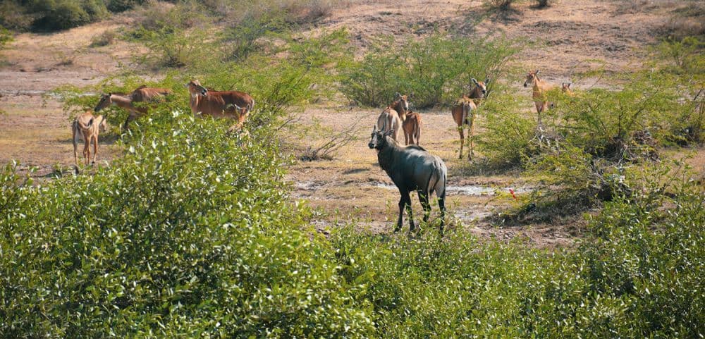 Balaram Ambaji Wildlife Sanctuary