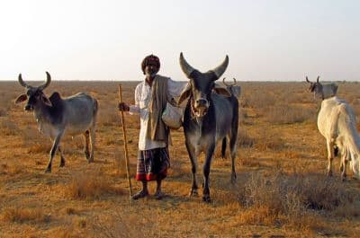 Banni Grasslands Reserve
