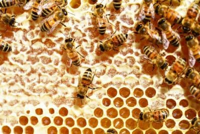 Honey Bees Centre