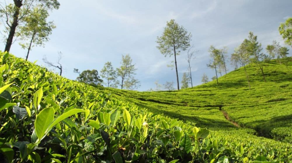 Tea Gardens in the vicinity