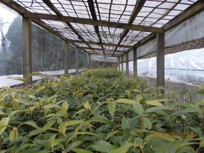 Forest Nursery Saputara