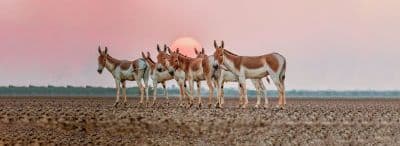 Indian Wild Ass Sanctuary
