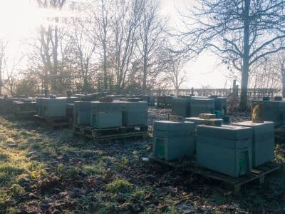 Honey Bees Centre