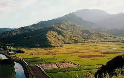 Maibong