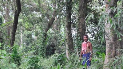 Molai Forest