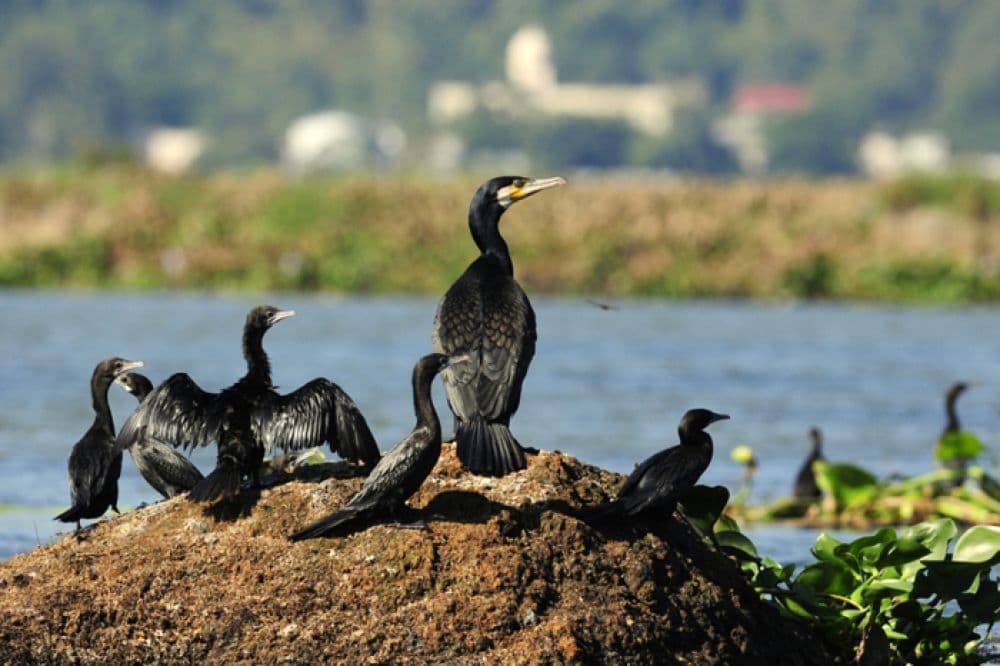 Deepor Beel Wildlife Sanctuary