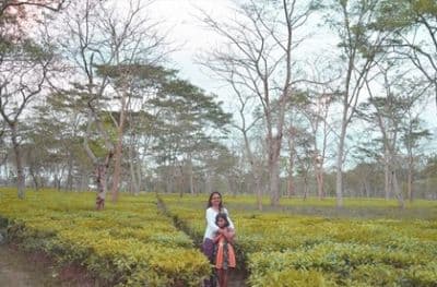 Tea Gardens in the vicinity