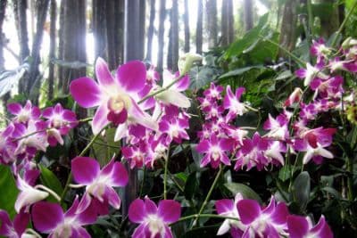 Orchid Garden Haflong