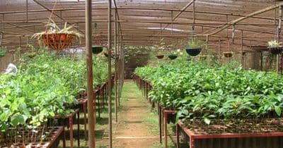 Forest Nursery Saputara