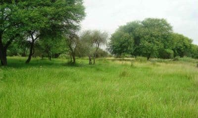 Banni Grasslands Reserve