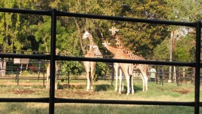 Mysore Zoo (Sri Chamarajendra Zoological Gardens)