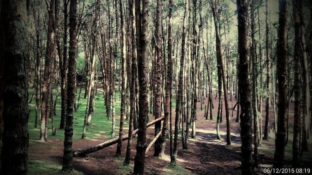 Pine Forest Kodaikanal