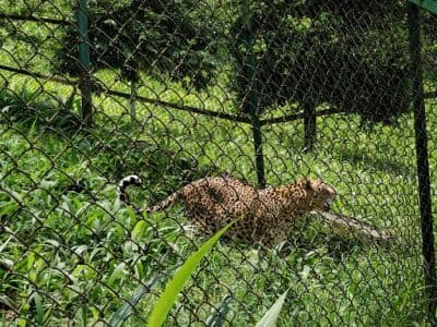 Zoological Park (Itanagar Zoo)