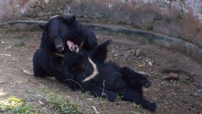 Zoological Park (Itanagar Zoo)