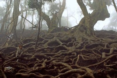 Guna Caves (Devil's Kitchen)