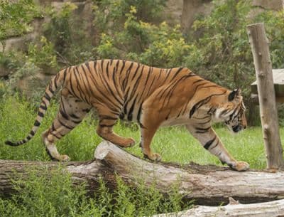Nagarhole National Park