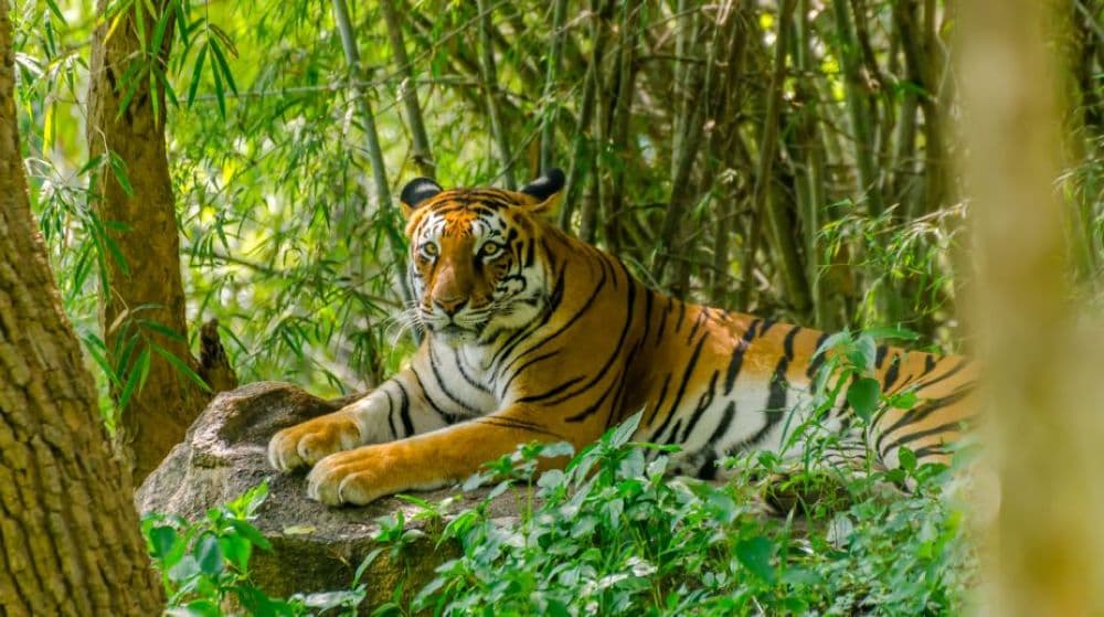 Zoological Park (Itanagar Zoo)