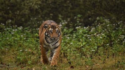 Anamalai Tiger Reserve (Indira Gandhi Wildlife Sanctuary)