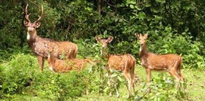 Talley Valley Wildlife Sanctuary