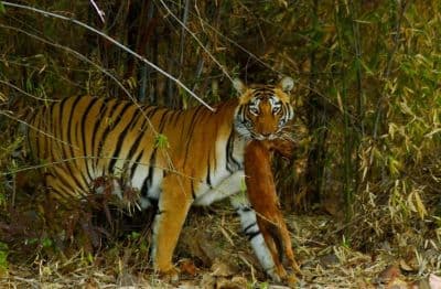 Anamalai Tiger Reserve (Indira Gandhi Wildlife Sanctuary)