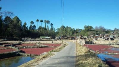 Tarin Fish Farm