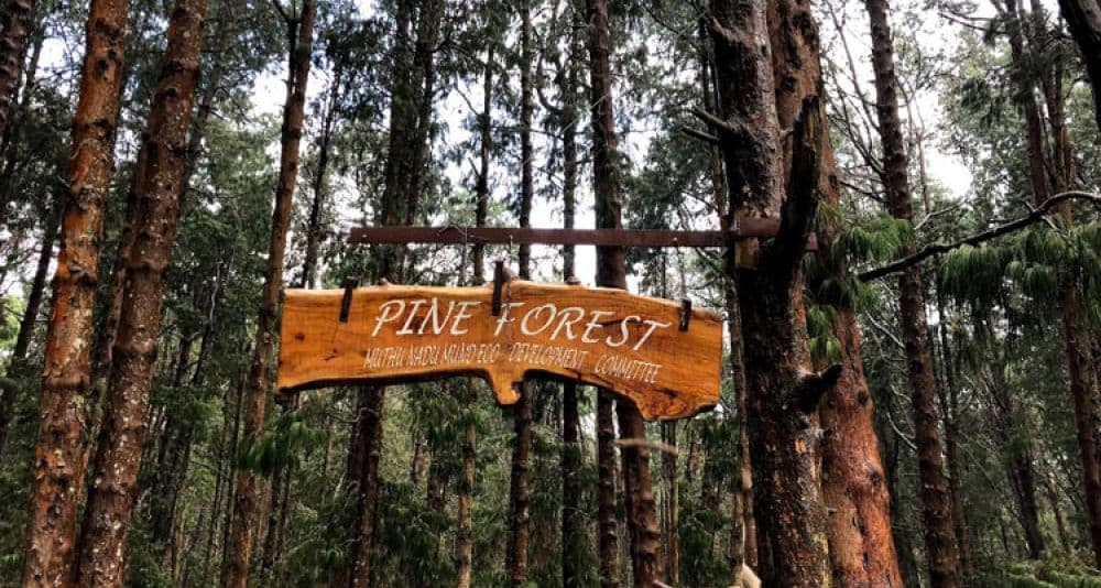 Pine Forest Ooty