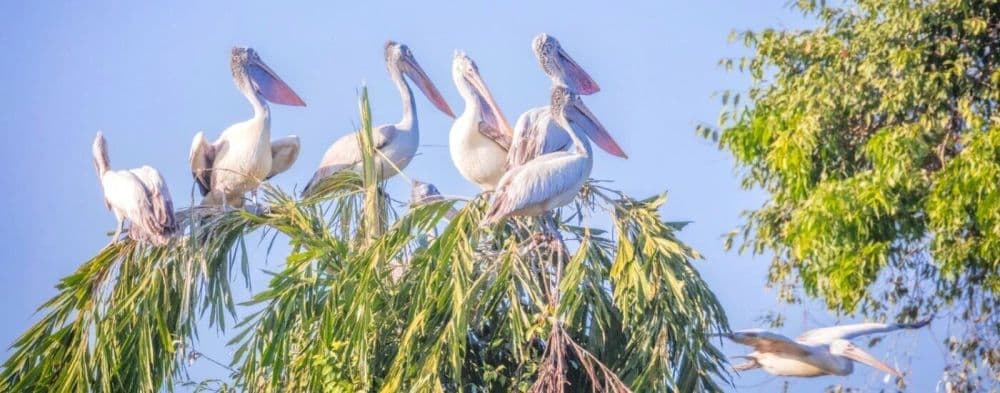 Ranganathittu Bird Sanctuary
