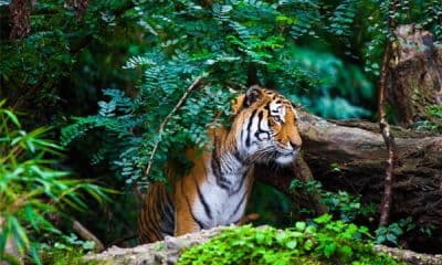 Ranthambore National Park