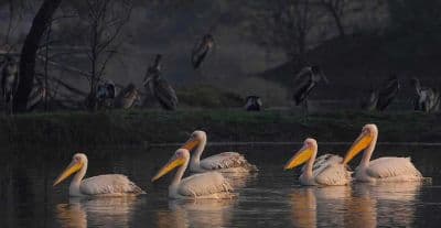 Keoladeo Ghana National Park (Bharatpur Bird Sanctuary)