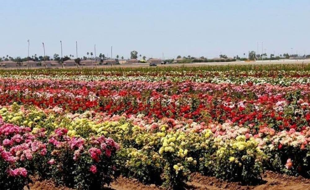 Rose Garden Pushkar