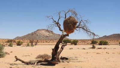 Desert National Park