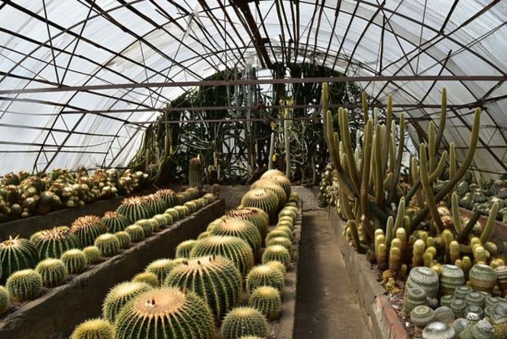 Cactus Nursery