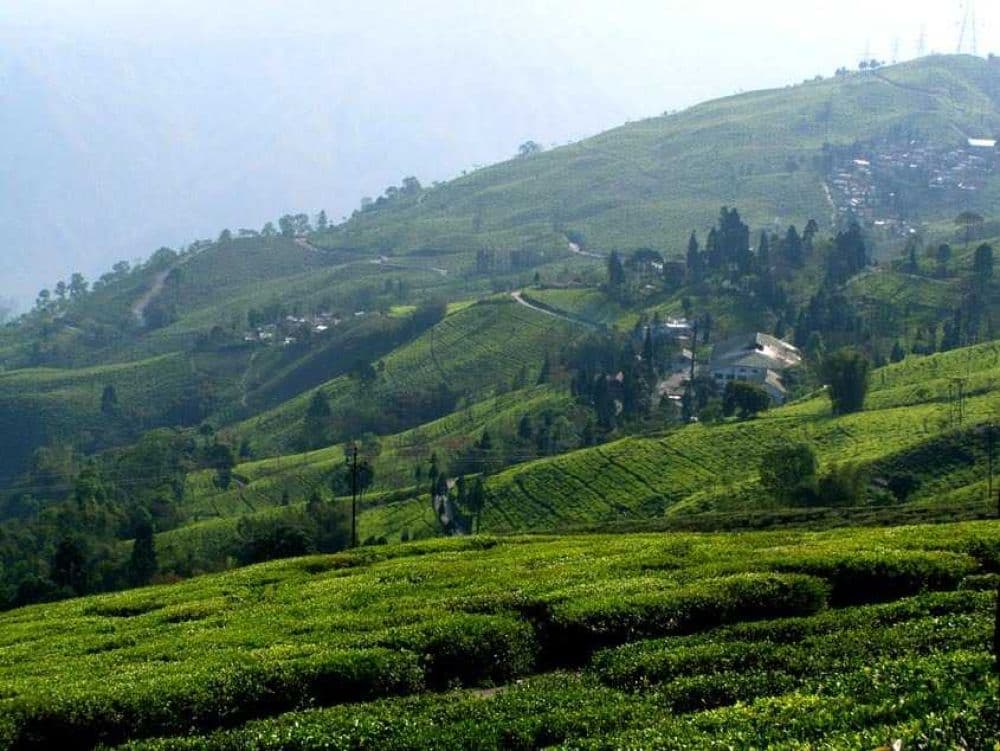 Tea Gardens Mirik